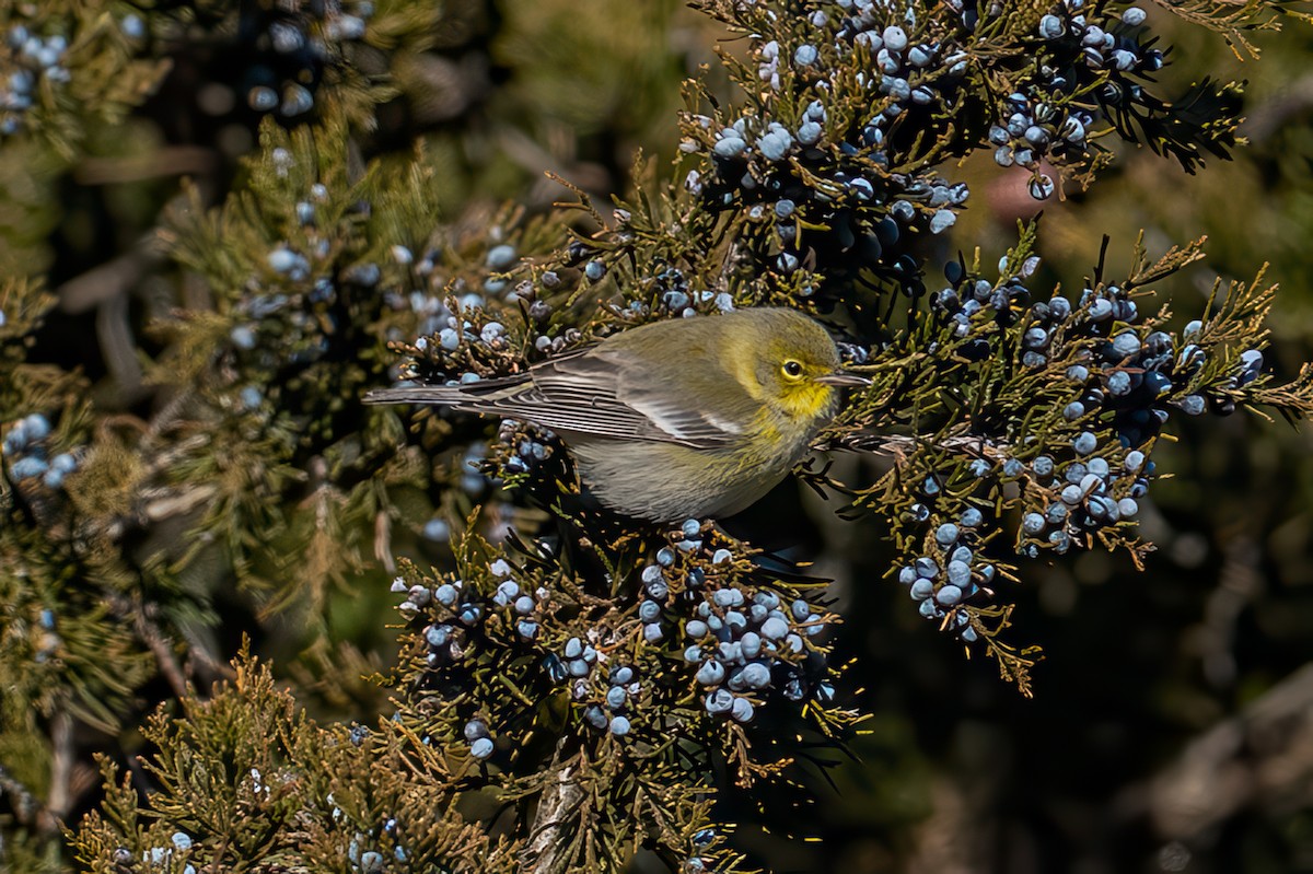 Сосновая древесница - ML646669372