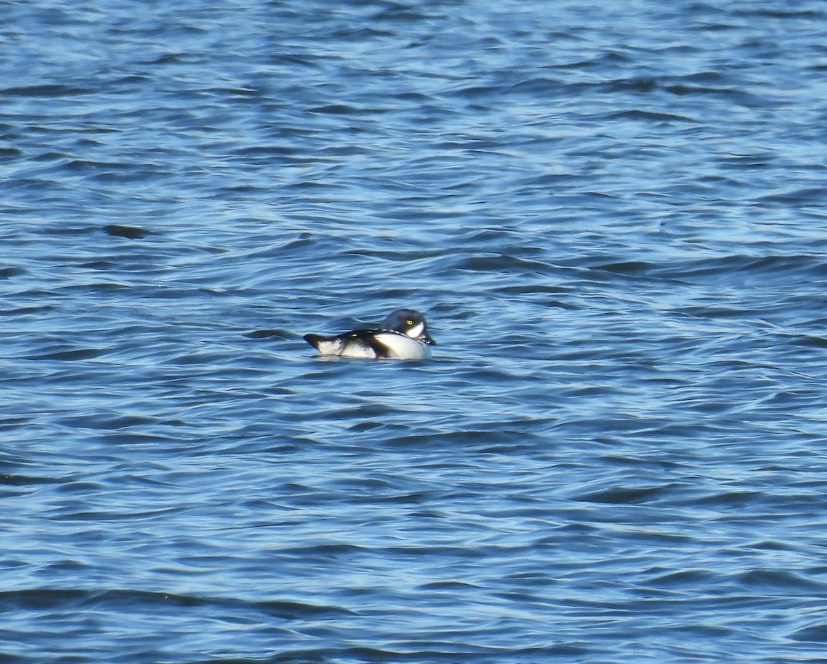 עבראש איסלנדי - ML646669373