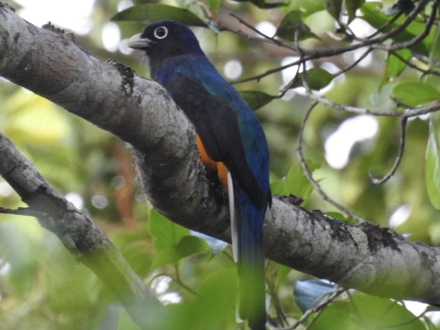 grønnryggtrogon - ML646669374