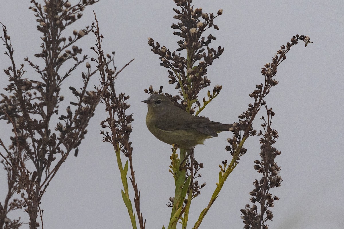 Reinita Coroninaranja - ML646669375