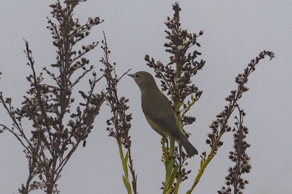 Reinita Coroninaranja - ML646669376