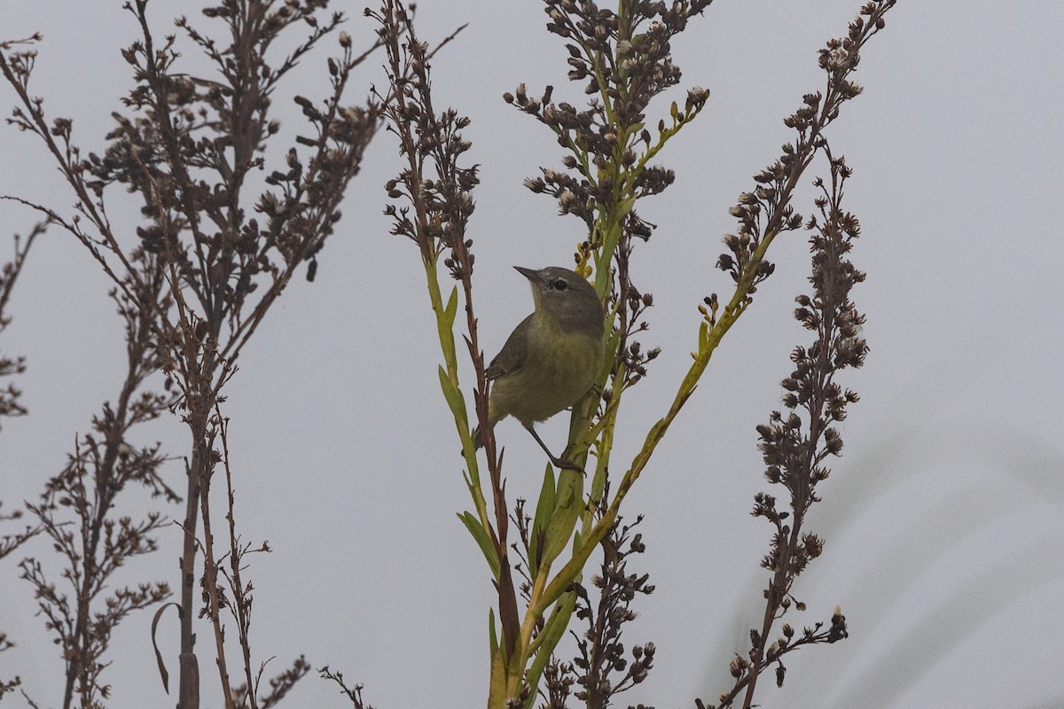 Reinita Coroninaranja - ML646669377