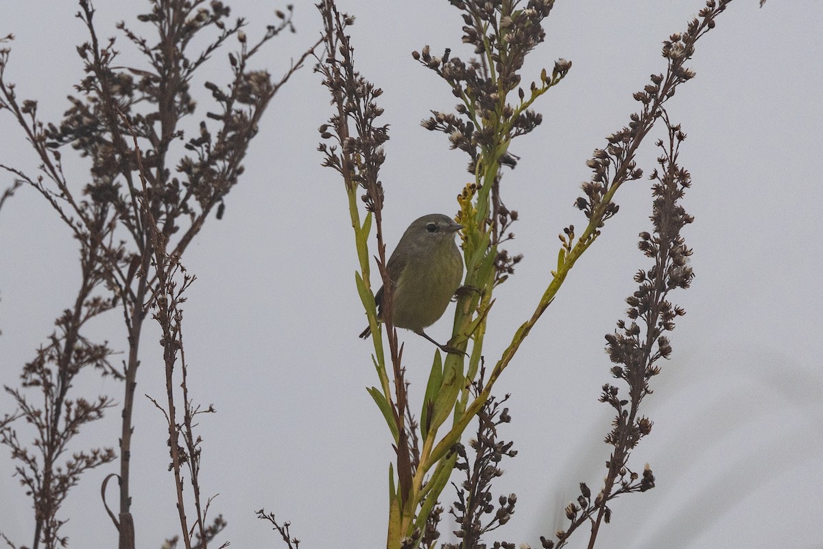 Reinita Coroninaranja - ML646669378