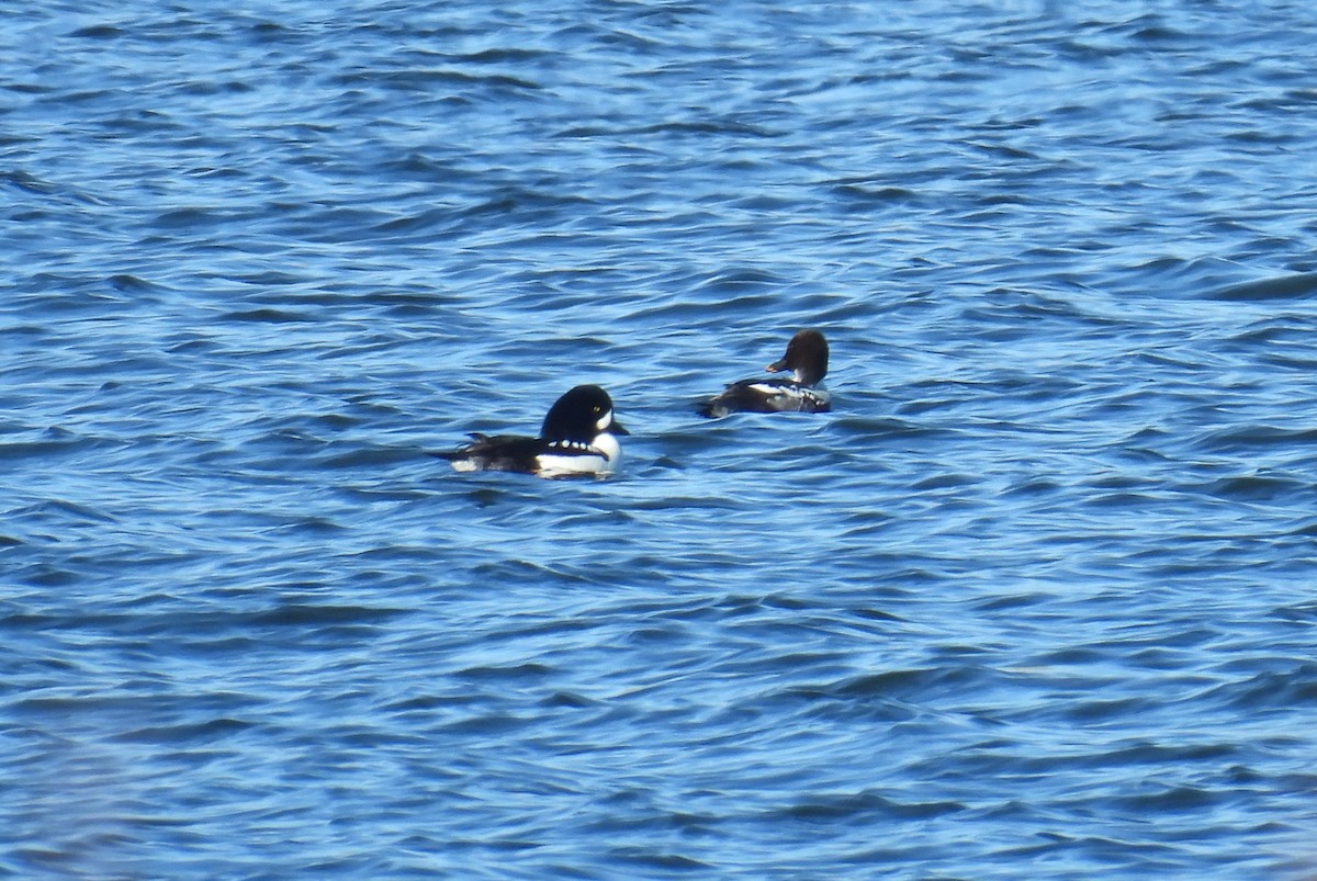 עבראש איסלנדי - ML646669379