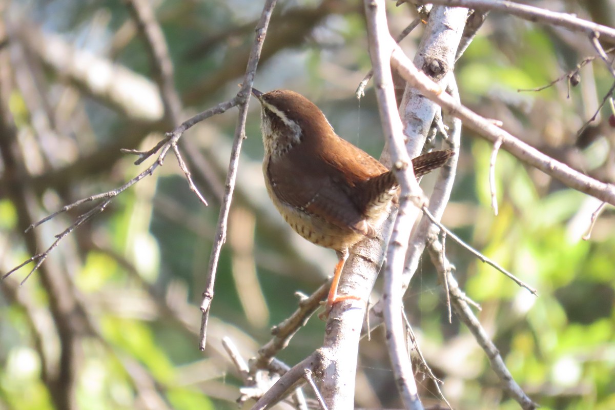 Carolina Wren - ML646669380