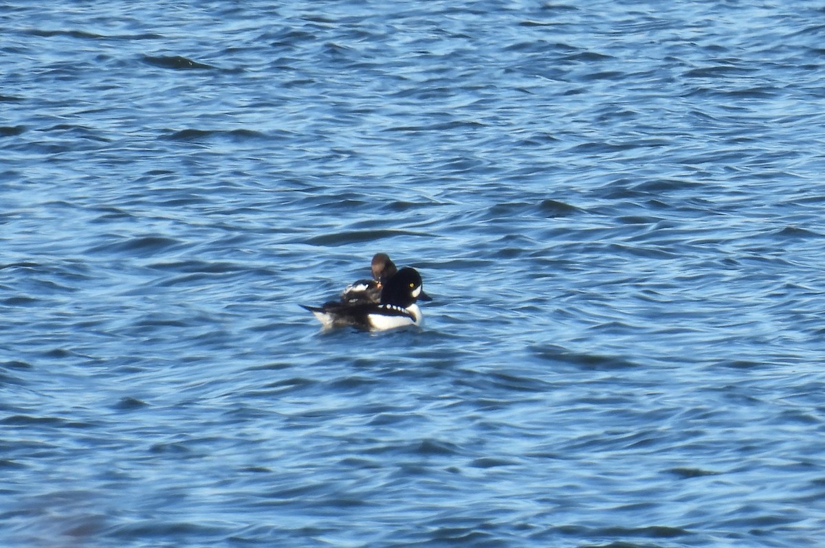 עבראש איסלנדי - ML646669382