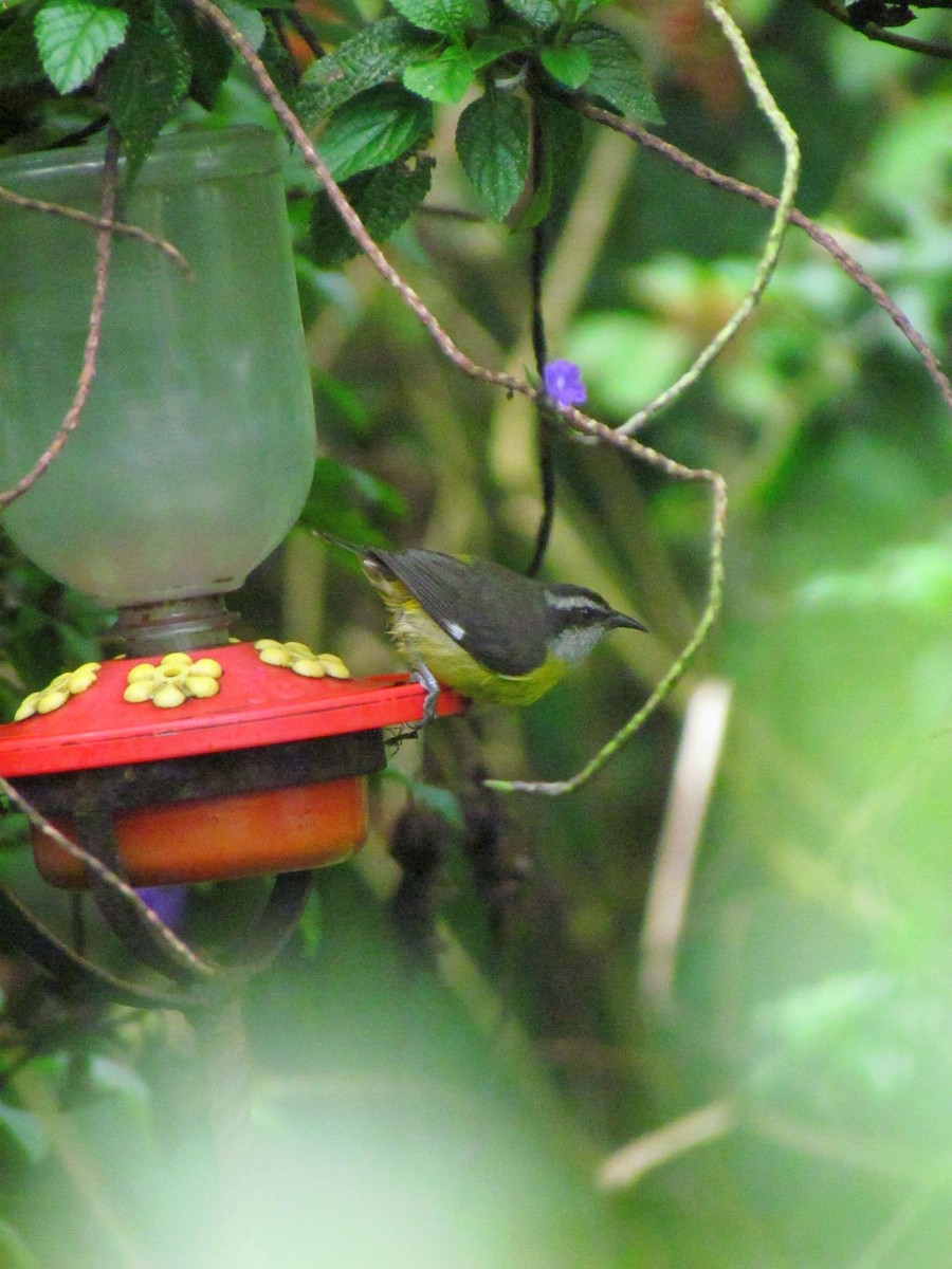 Zuckervogel - ML646669386