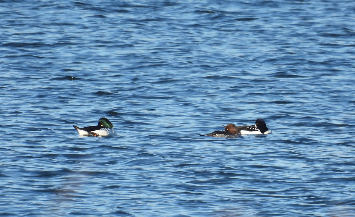 עבראש איסלנדי - ML646669388