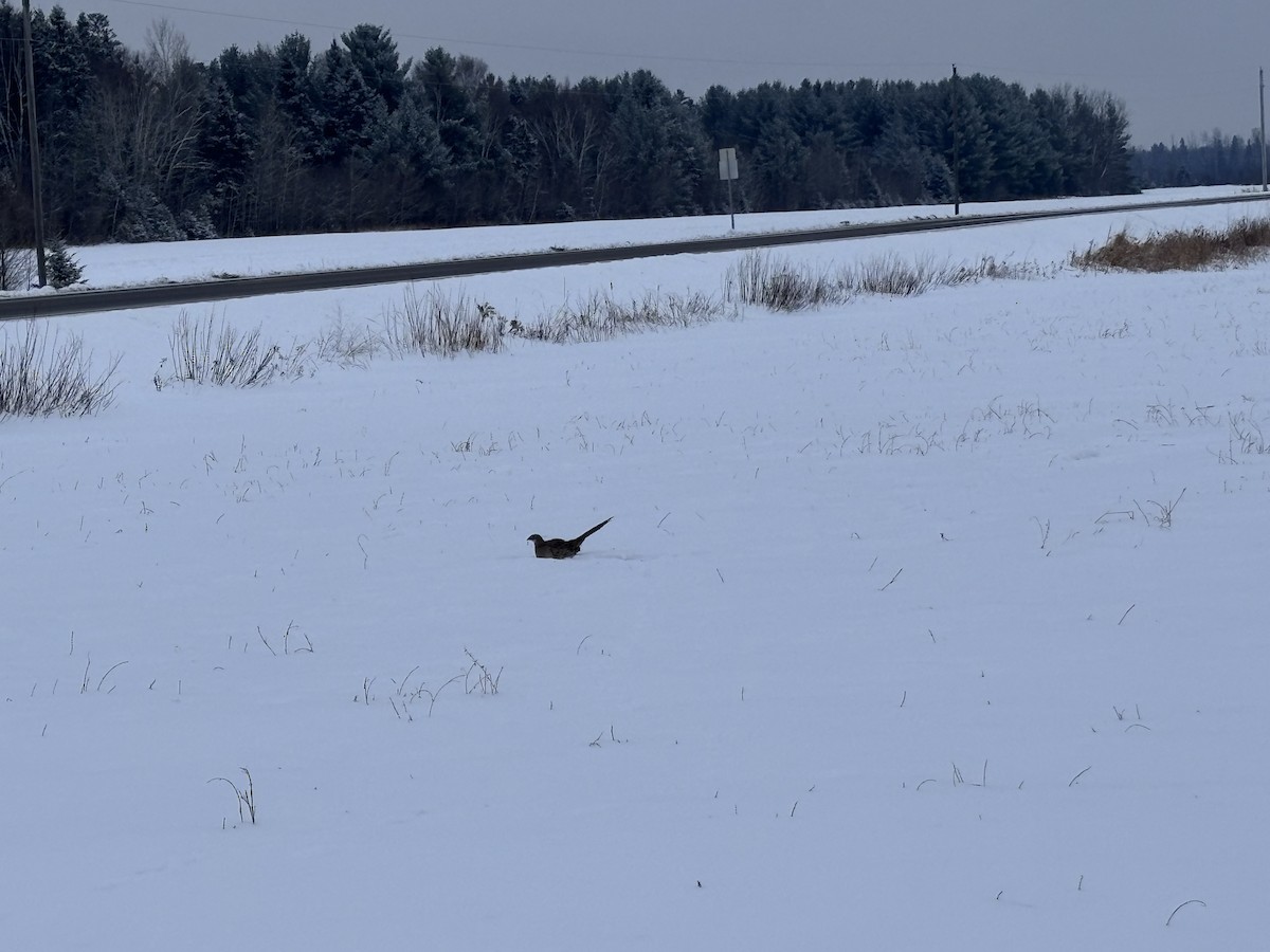 Fagiano comune - ML646669389