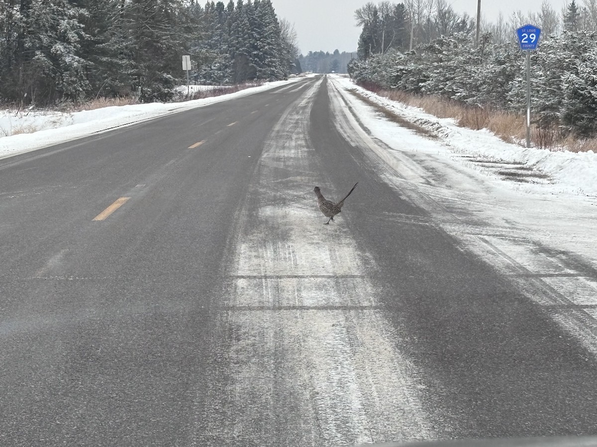 Fagiano comune - ML646669390