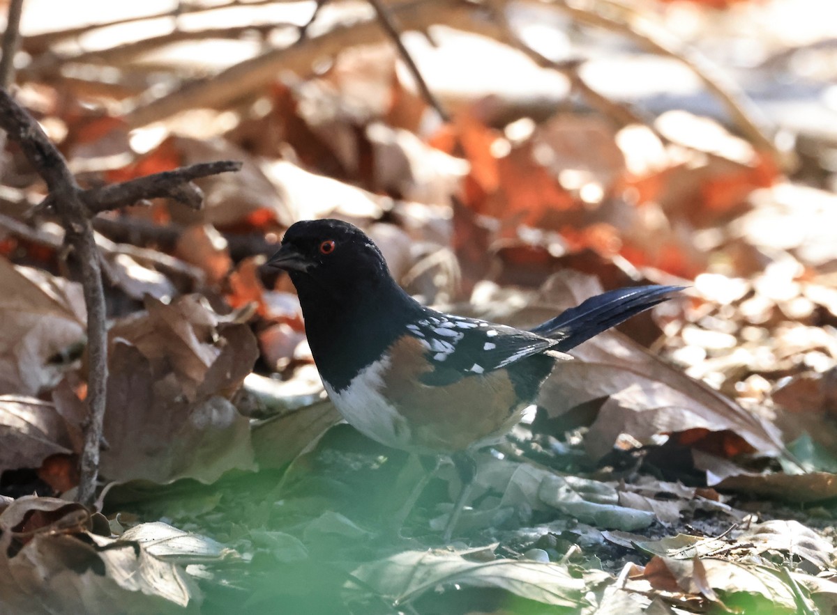 Spotted Towhee - ML646669391