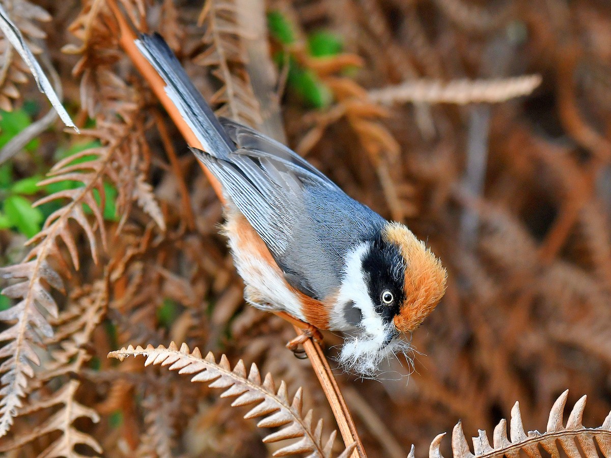Black-throated Tit - ML646669397