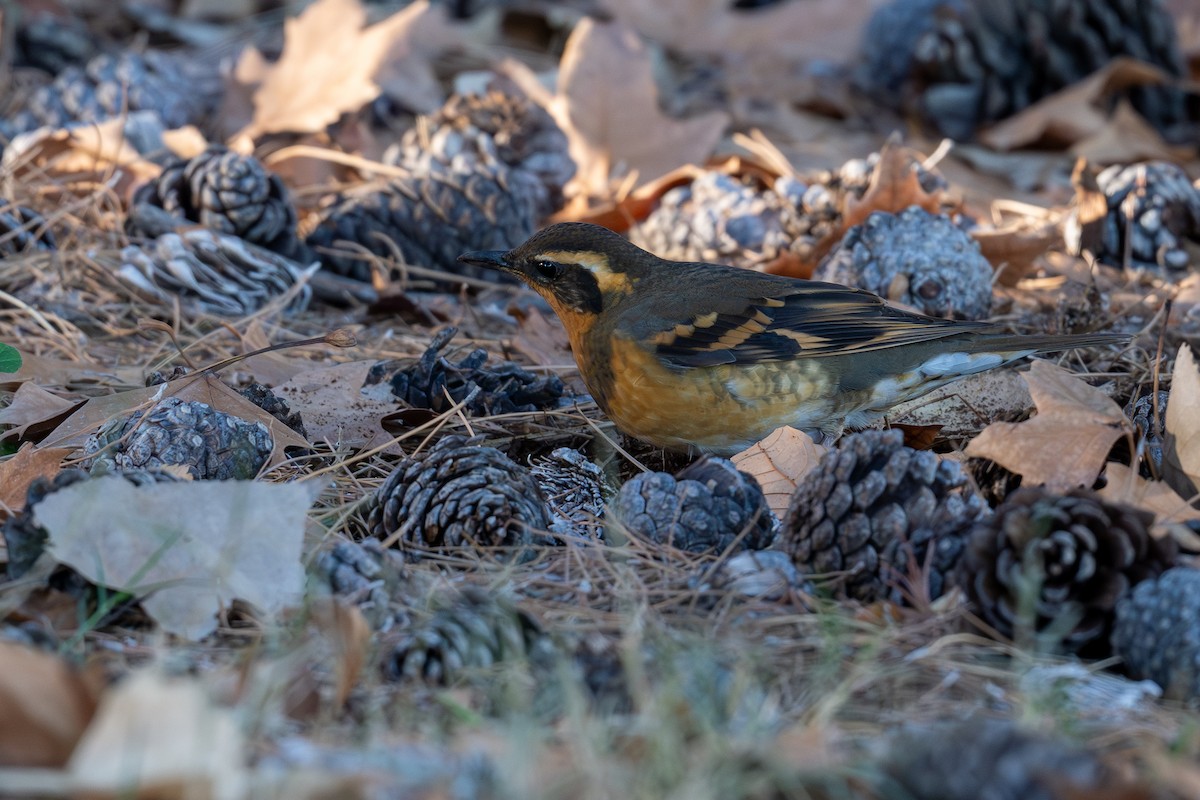 Varied Thrush - ML646669399