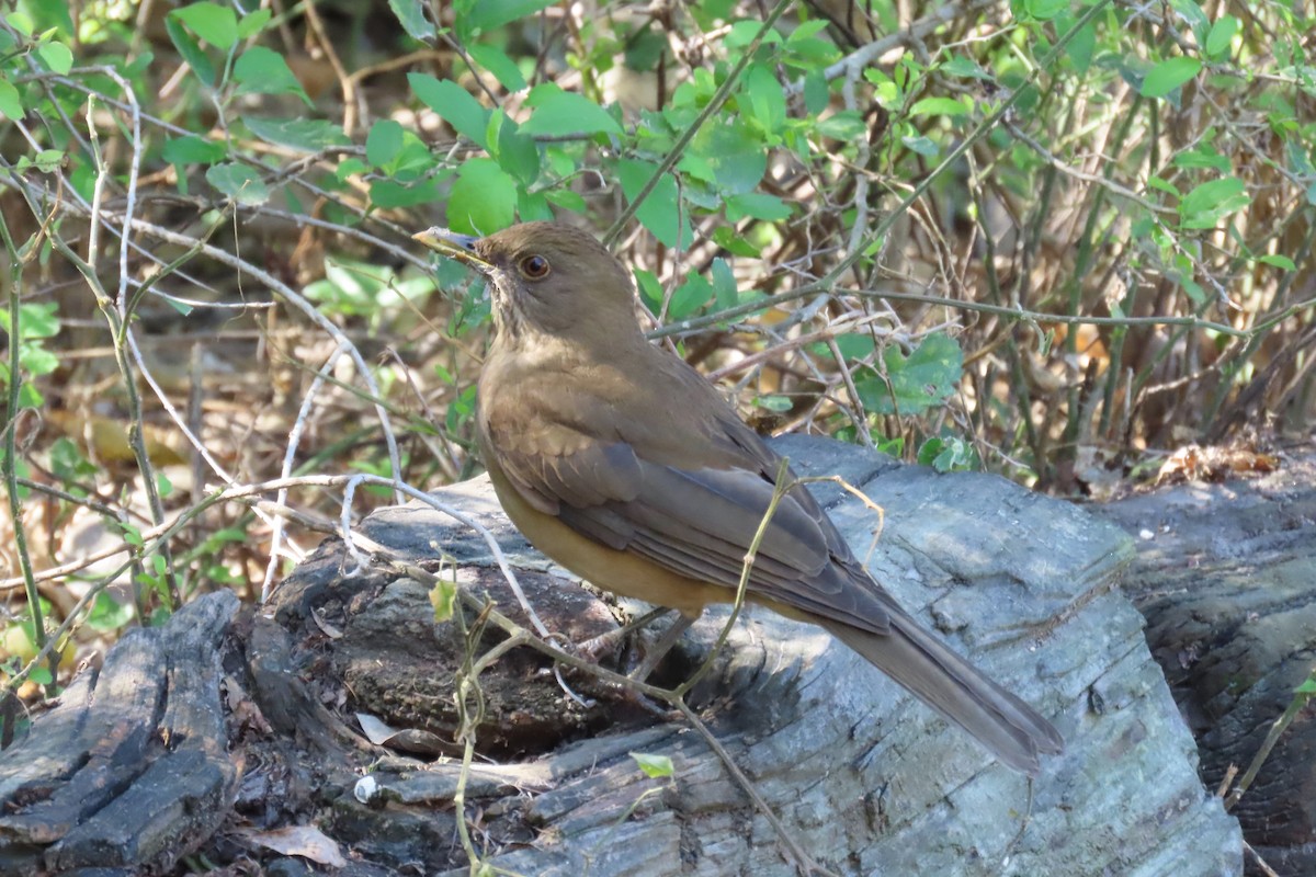 Kil Rengi Ardıç - ML646669402