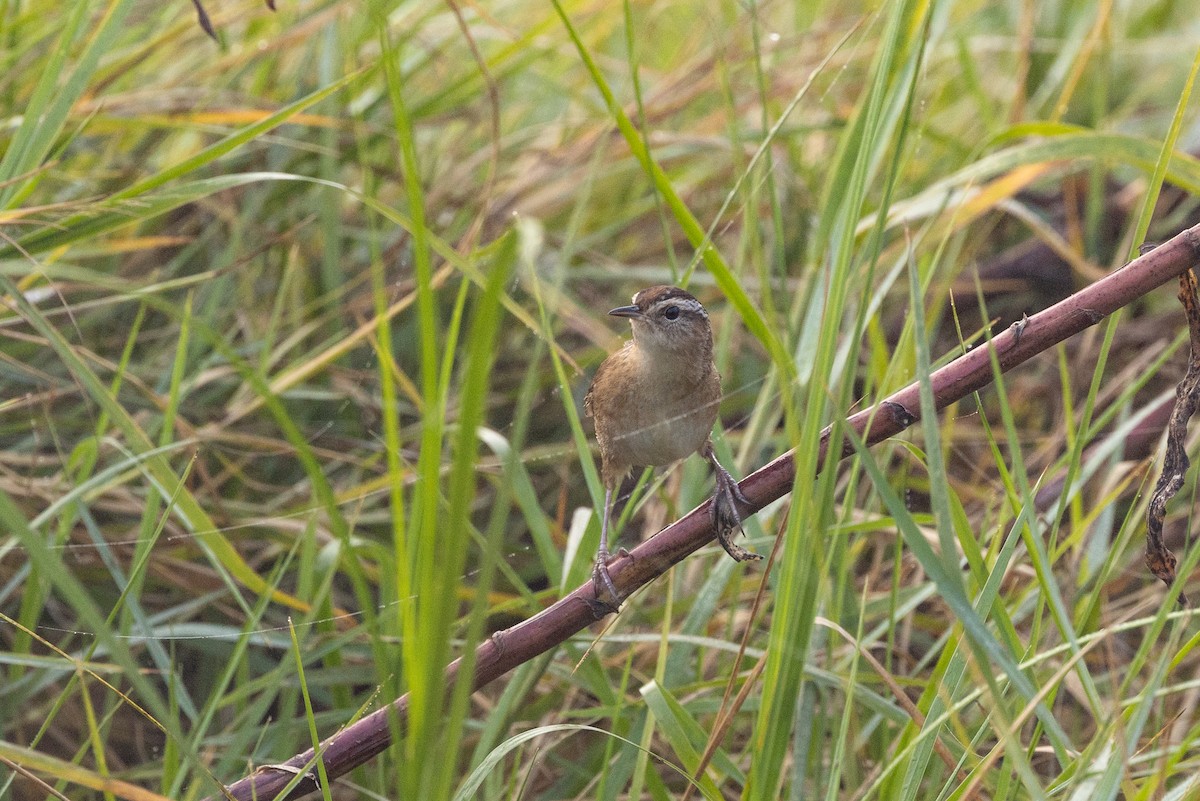 Marsh Wren - ML646669409