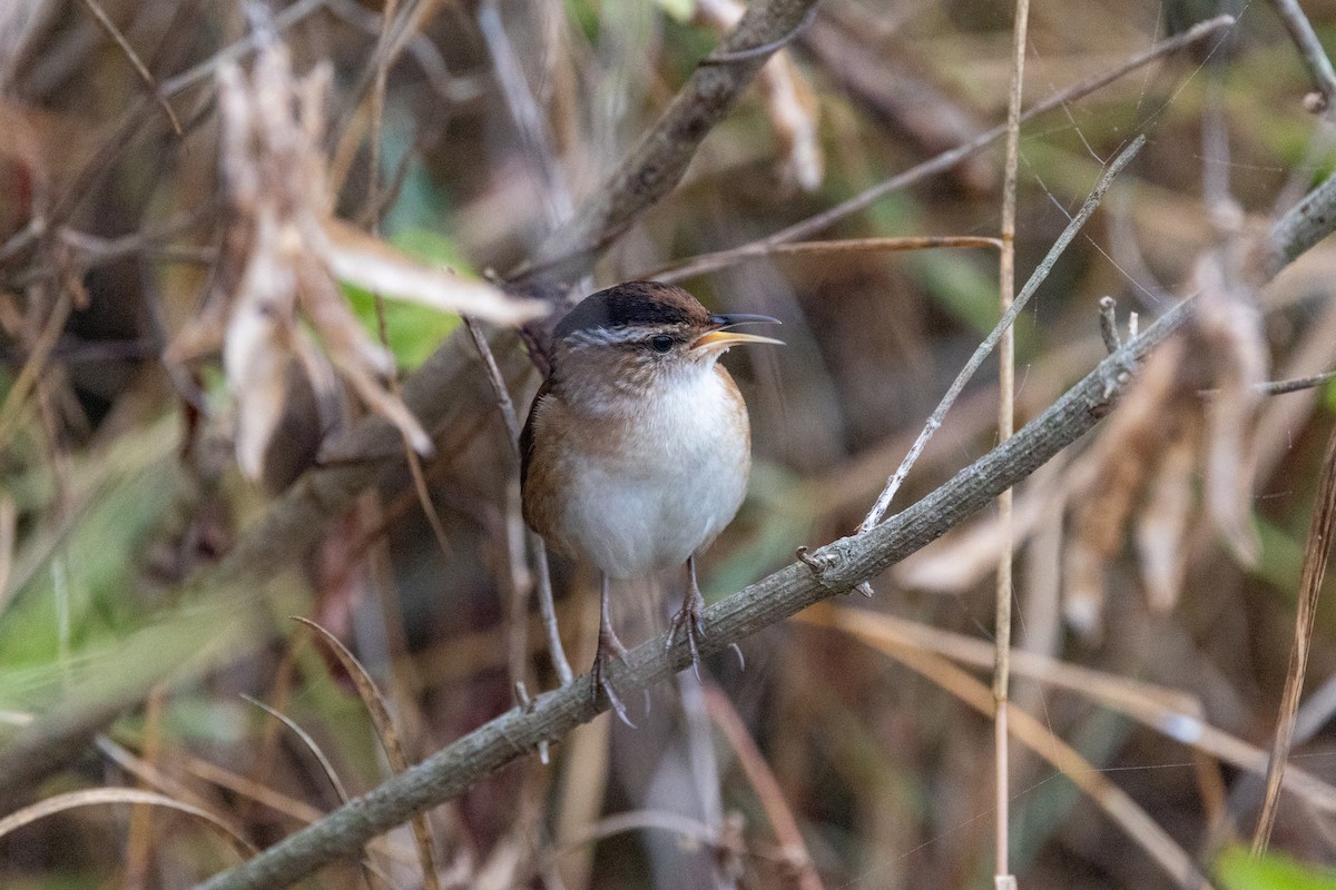 Marsh Wren - ML646669411