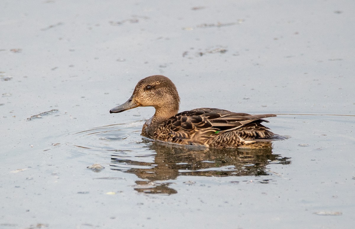 Green-winged Teal - ML646669412