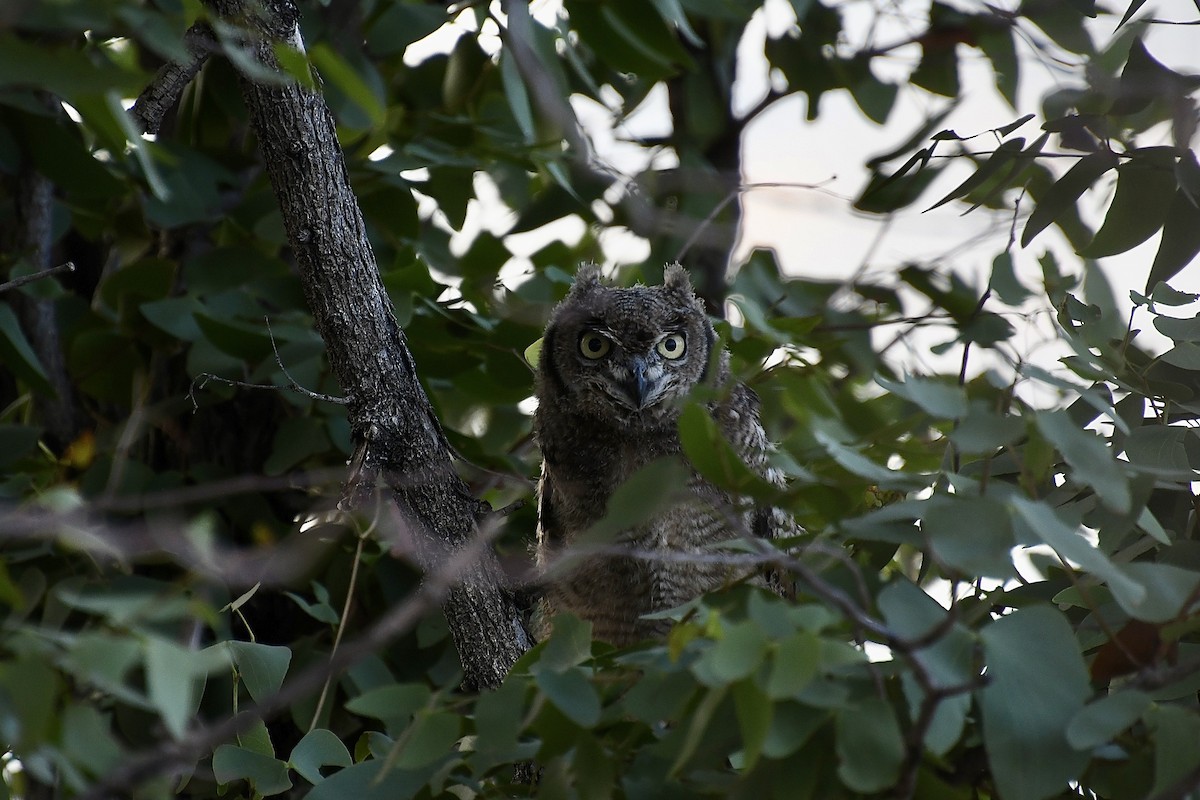 Spotted Eagle-Owl - ML646669413