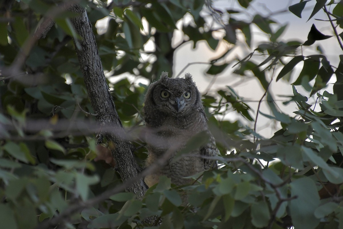 Spotted Eagle-Owl - ML646669414