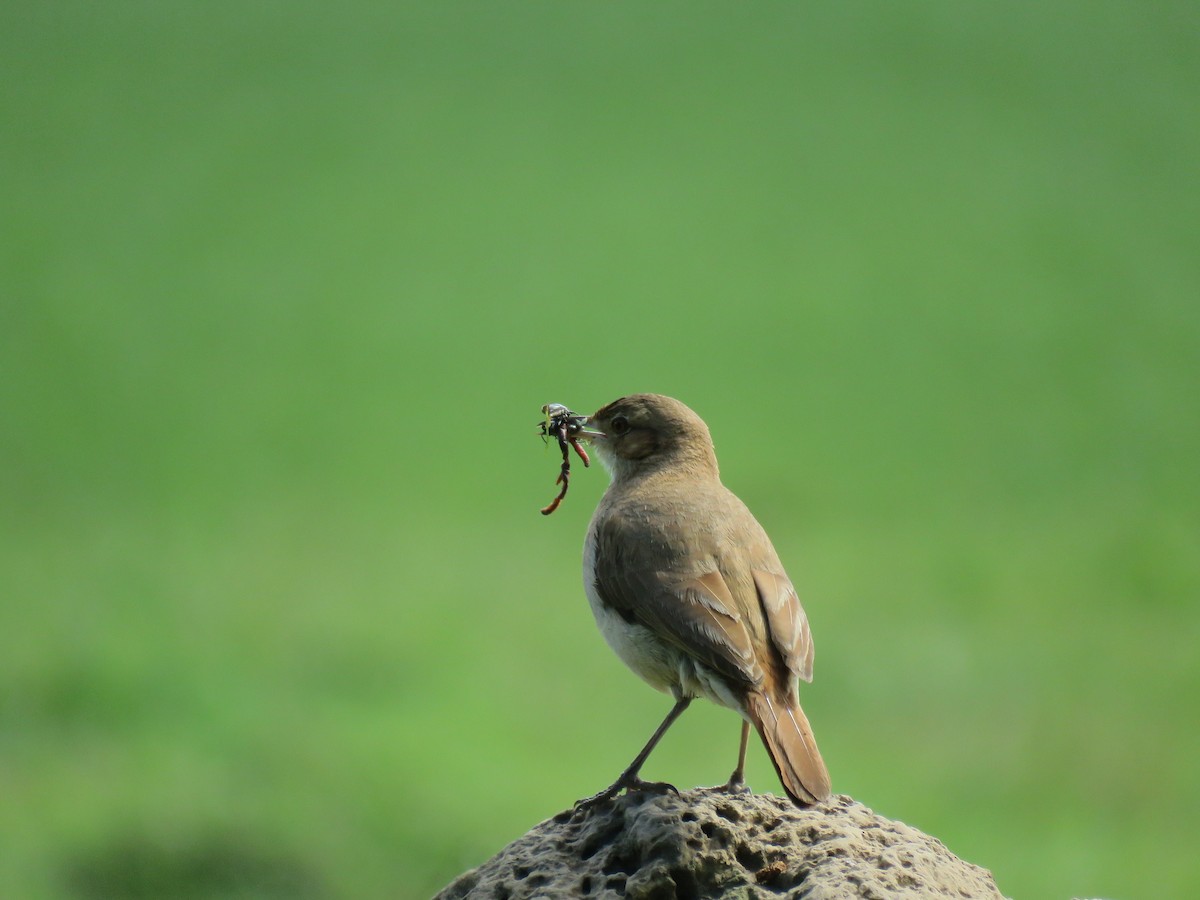 Горнеро рудий - ML646669415