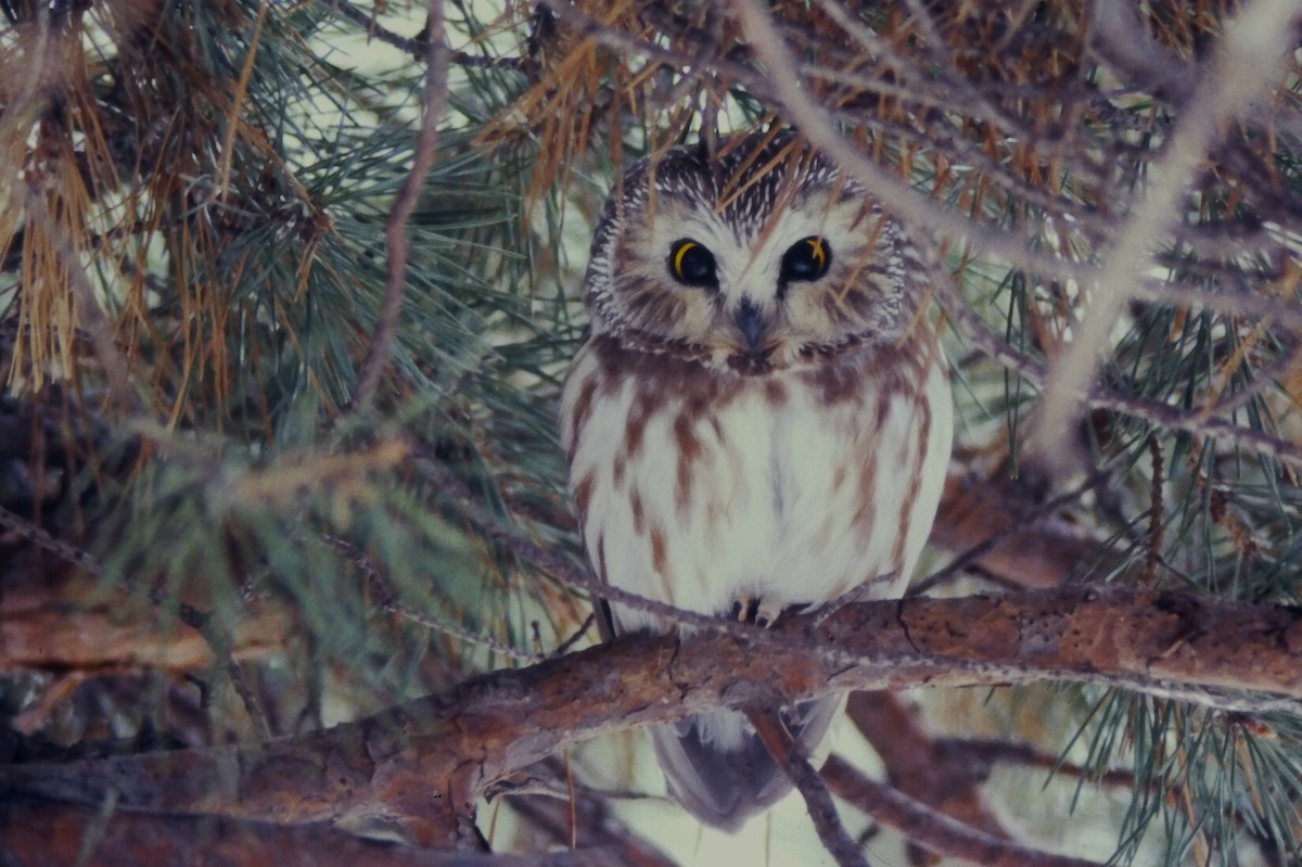 Сич північний - ML646669417