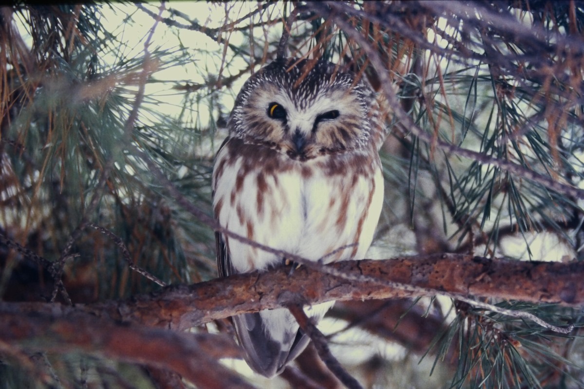 Сич північний - ML646669418