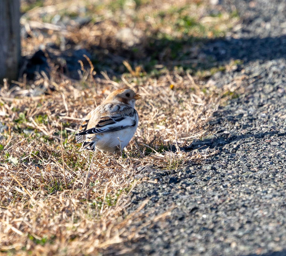 Snow Bunting - ML646669419