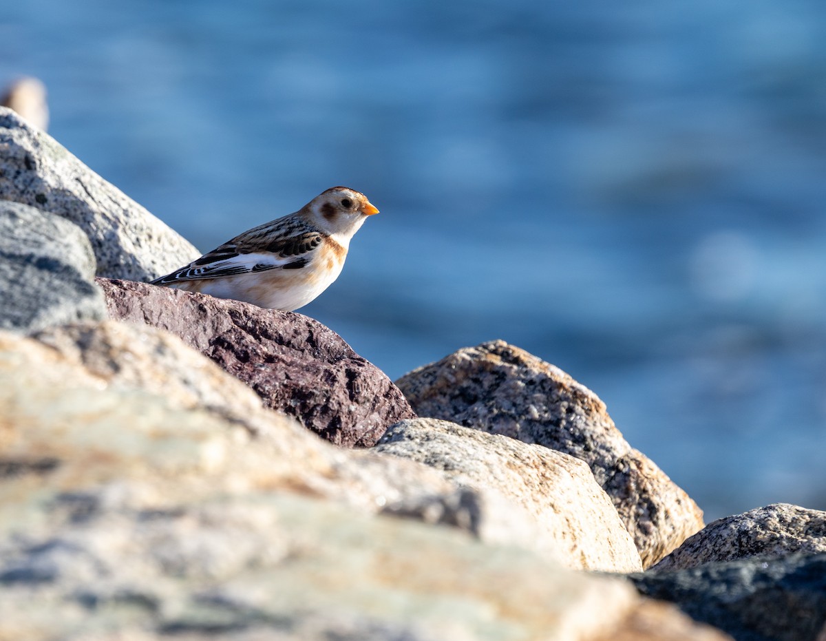 Snow Bunting - ML646669420