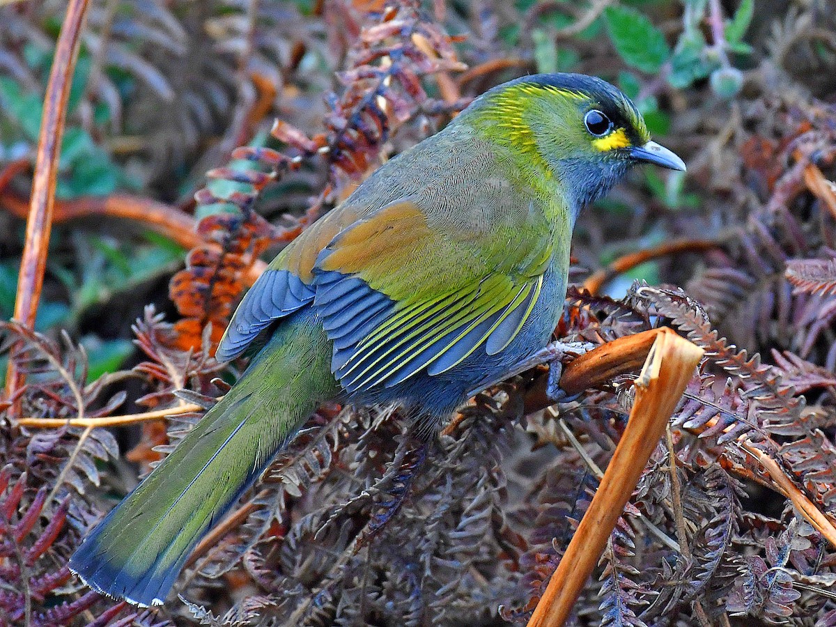 Taiwan Liocichla - ML646669421