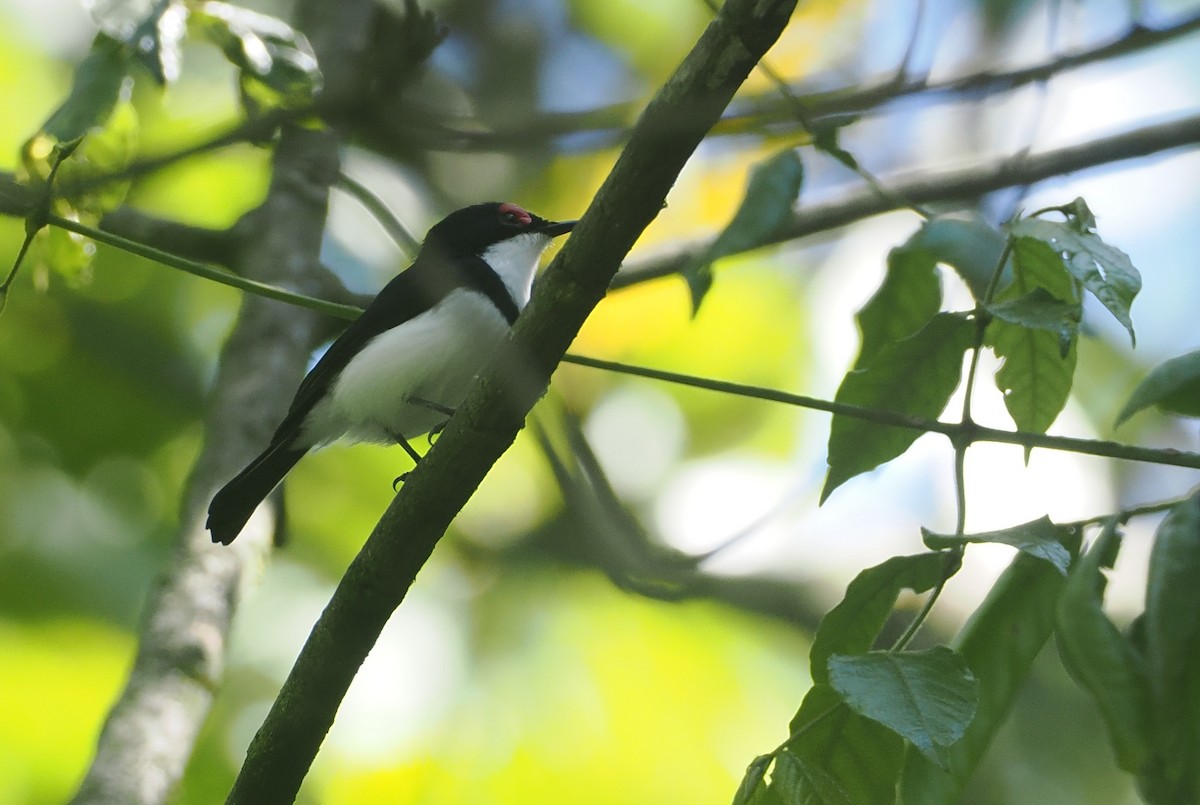 Black-throated Wattle-eye - ML646669422