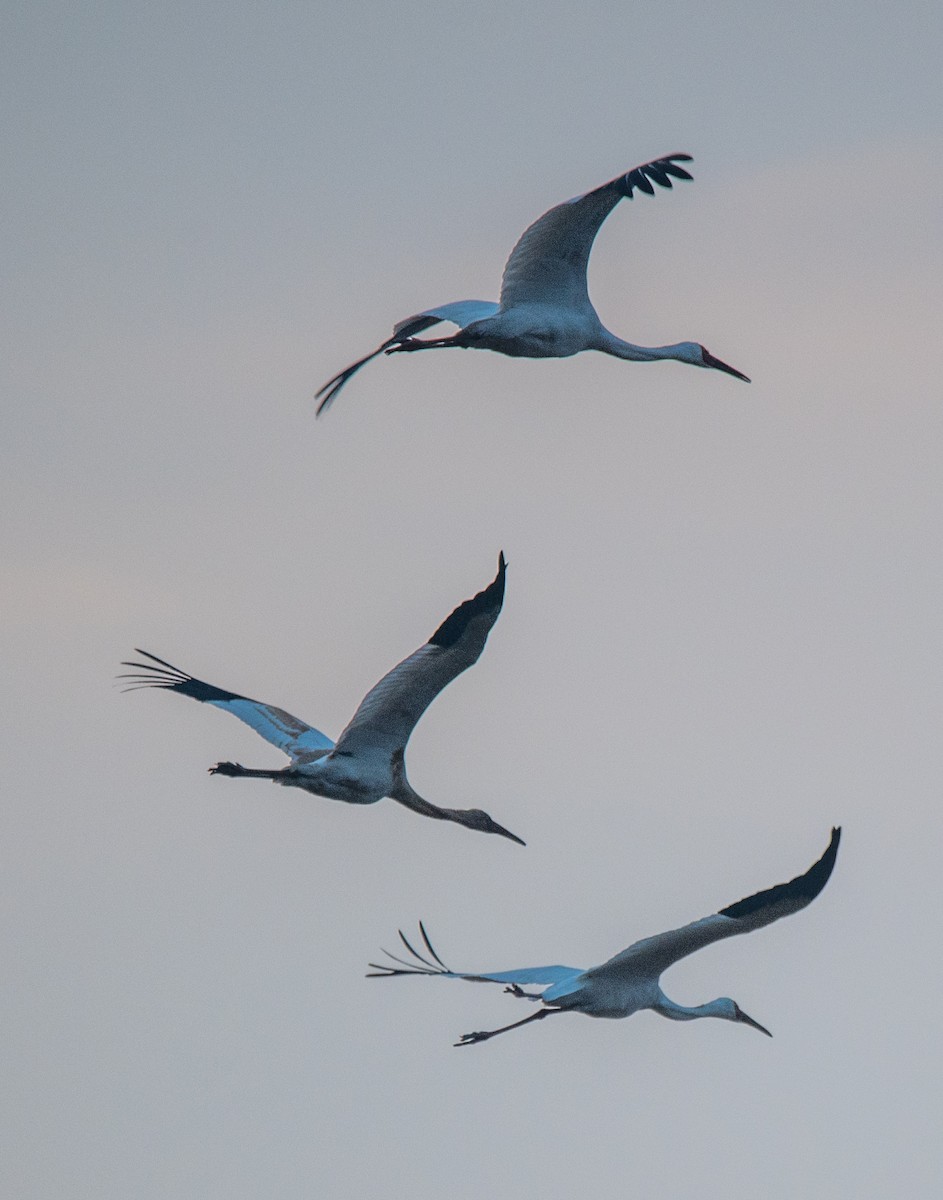 Siberian Crane - ML646669423