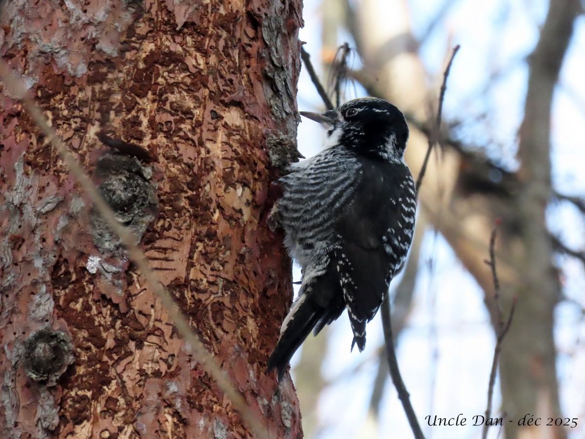 Pico Tridáctilo Americano - ML646669425