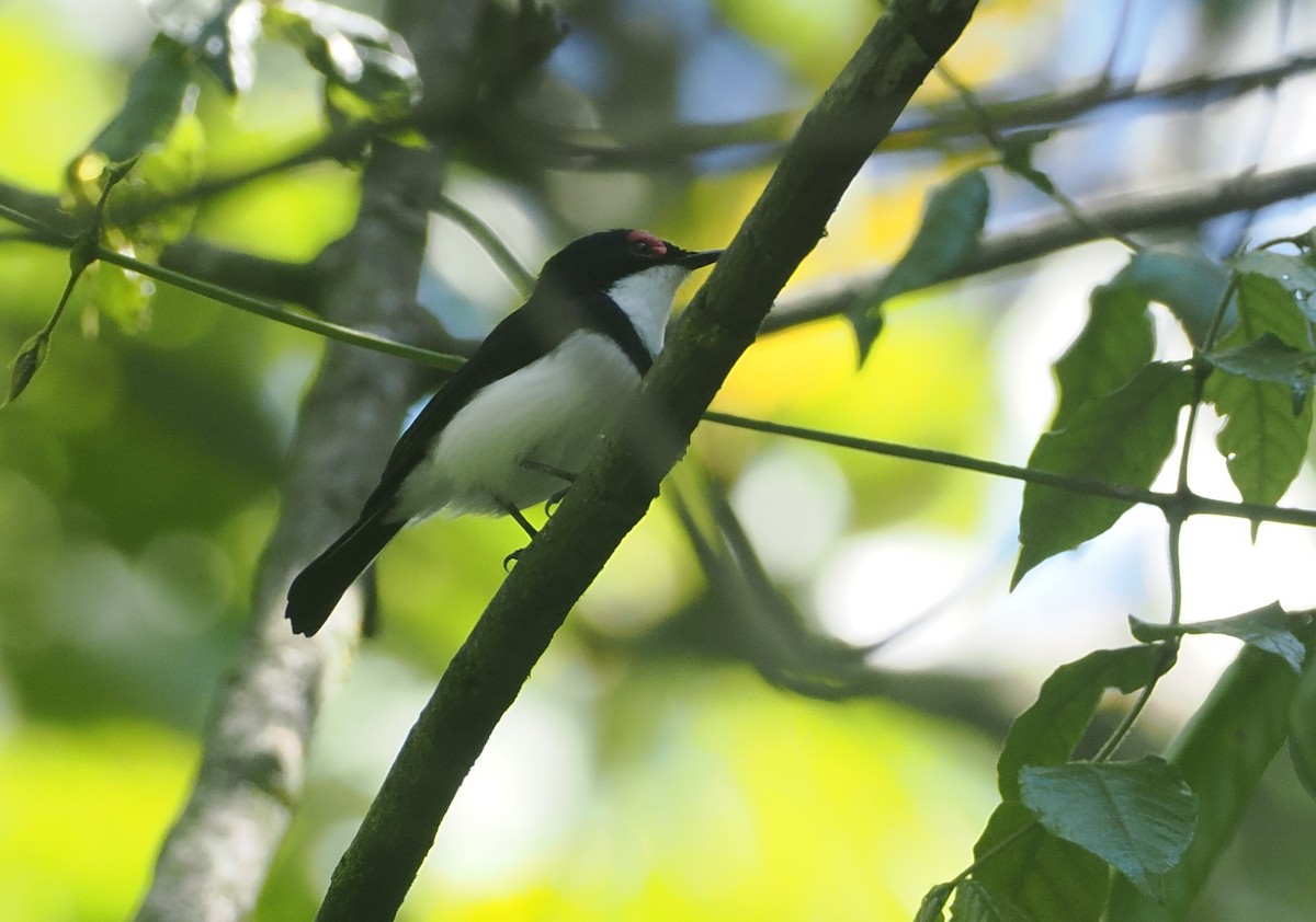 Black-throated Wattle-eye - ML646669426