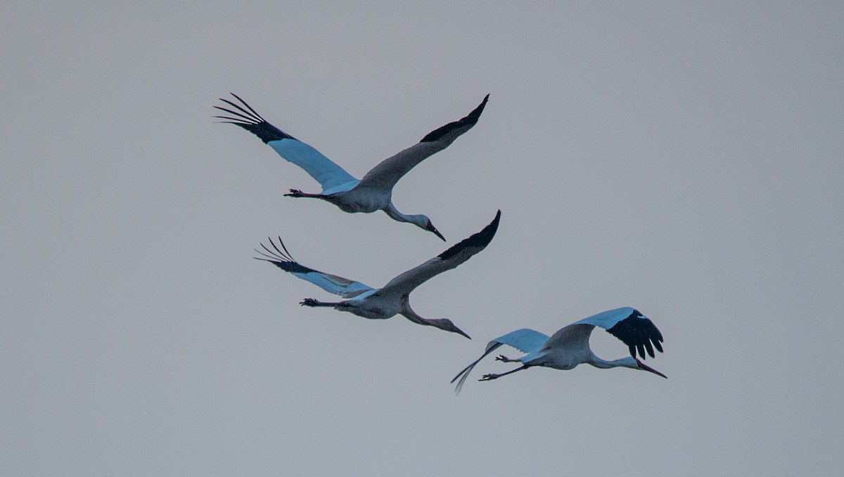Siberian Crane - ML646669427