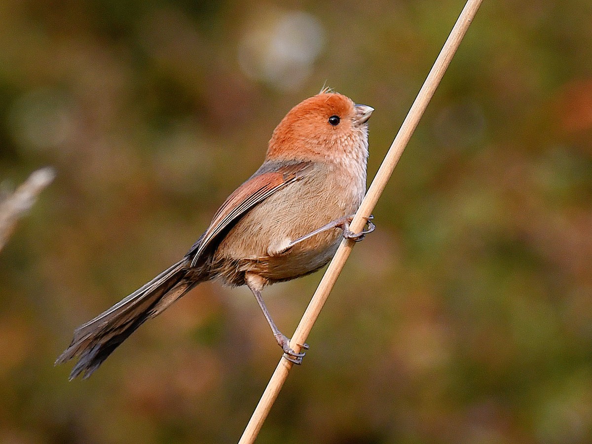 Panuro di Webb - ML646669429