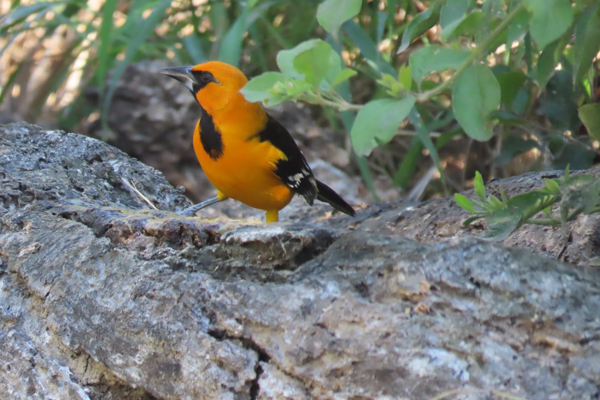 Altamira Oriole - ML646669430