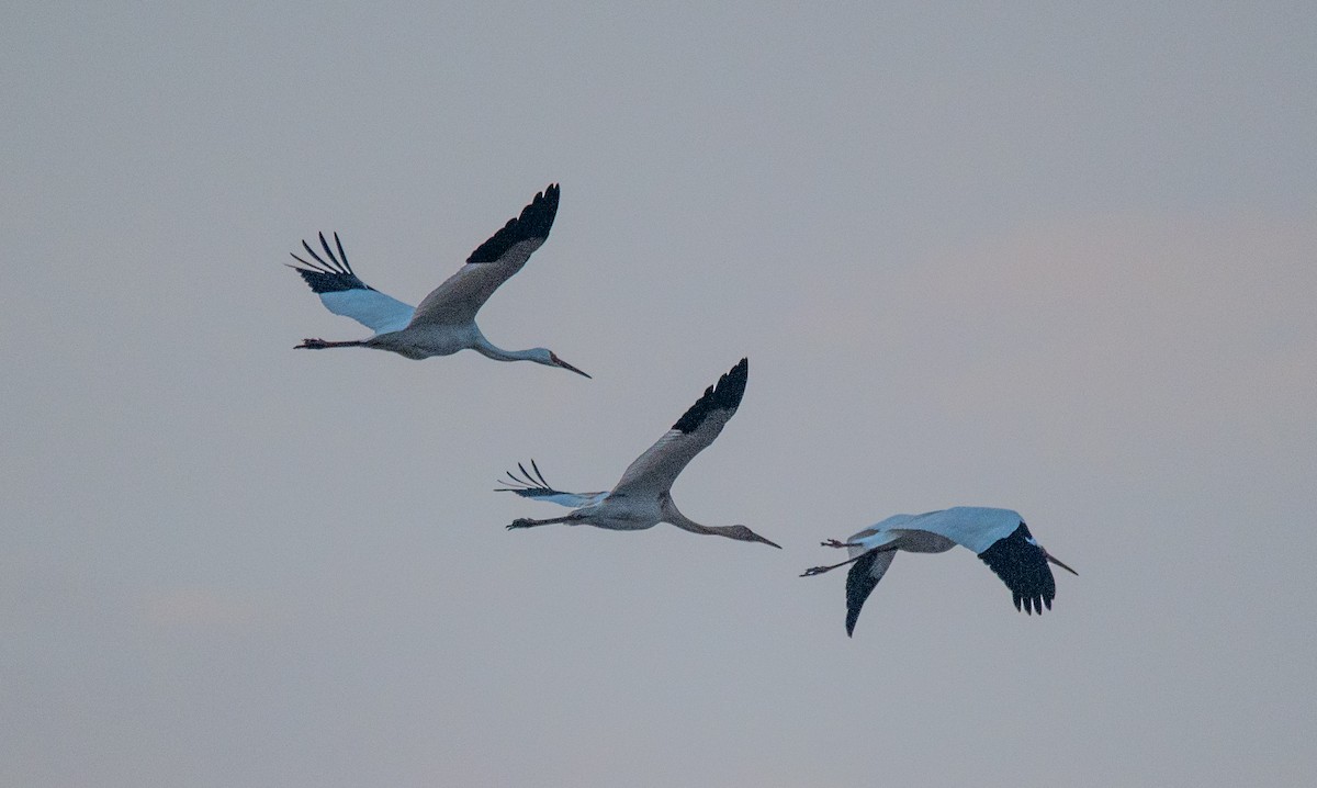 Siberian Crane - ML646669431