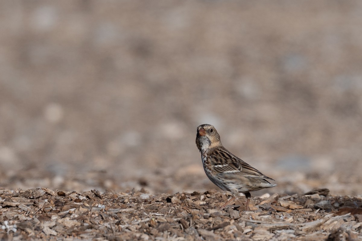 Harris's Sparrow - ML646669433
