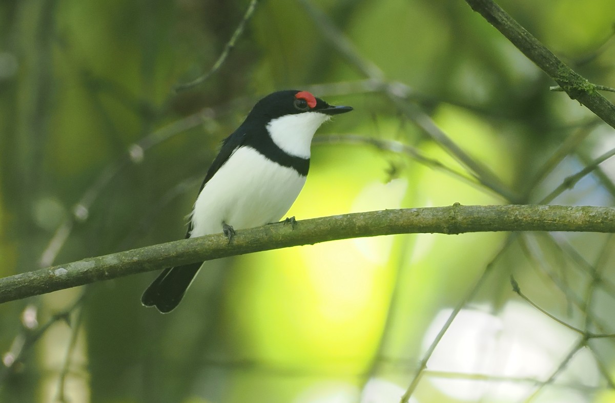 Black-throated Wattle-eye - ML646669434