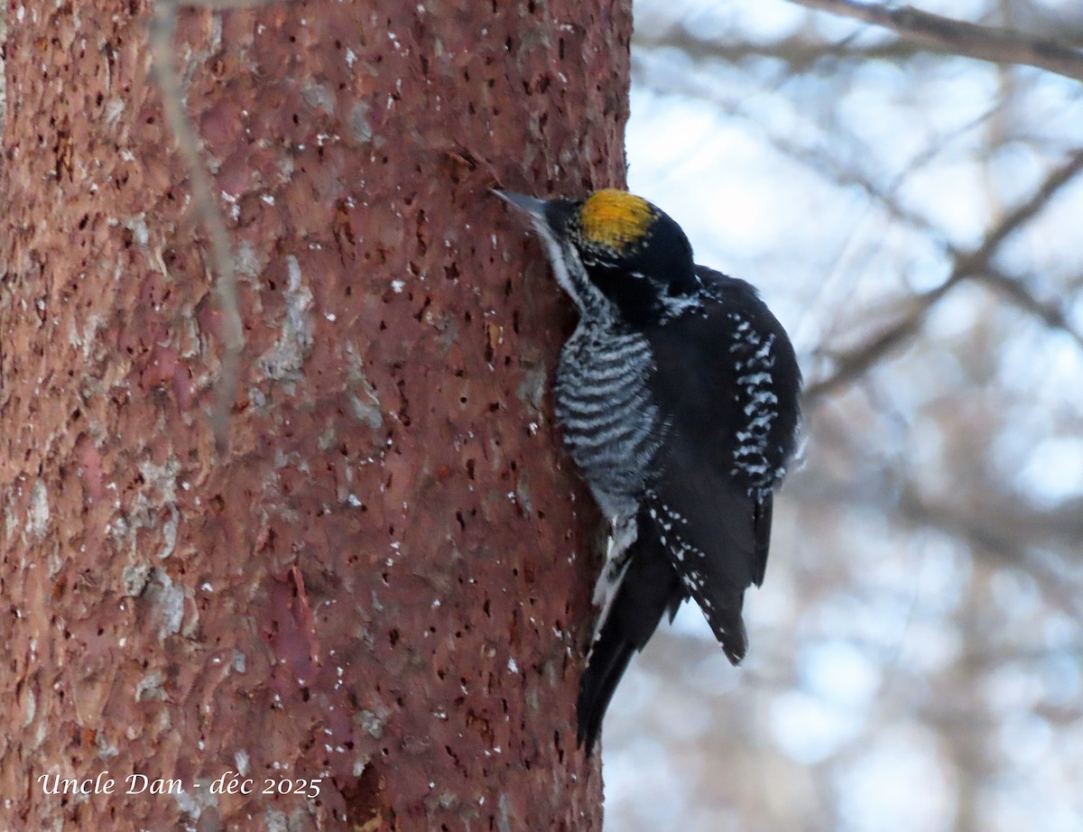 Pico Tridáctilo Americano - ML646669435