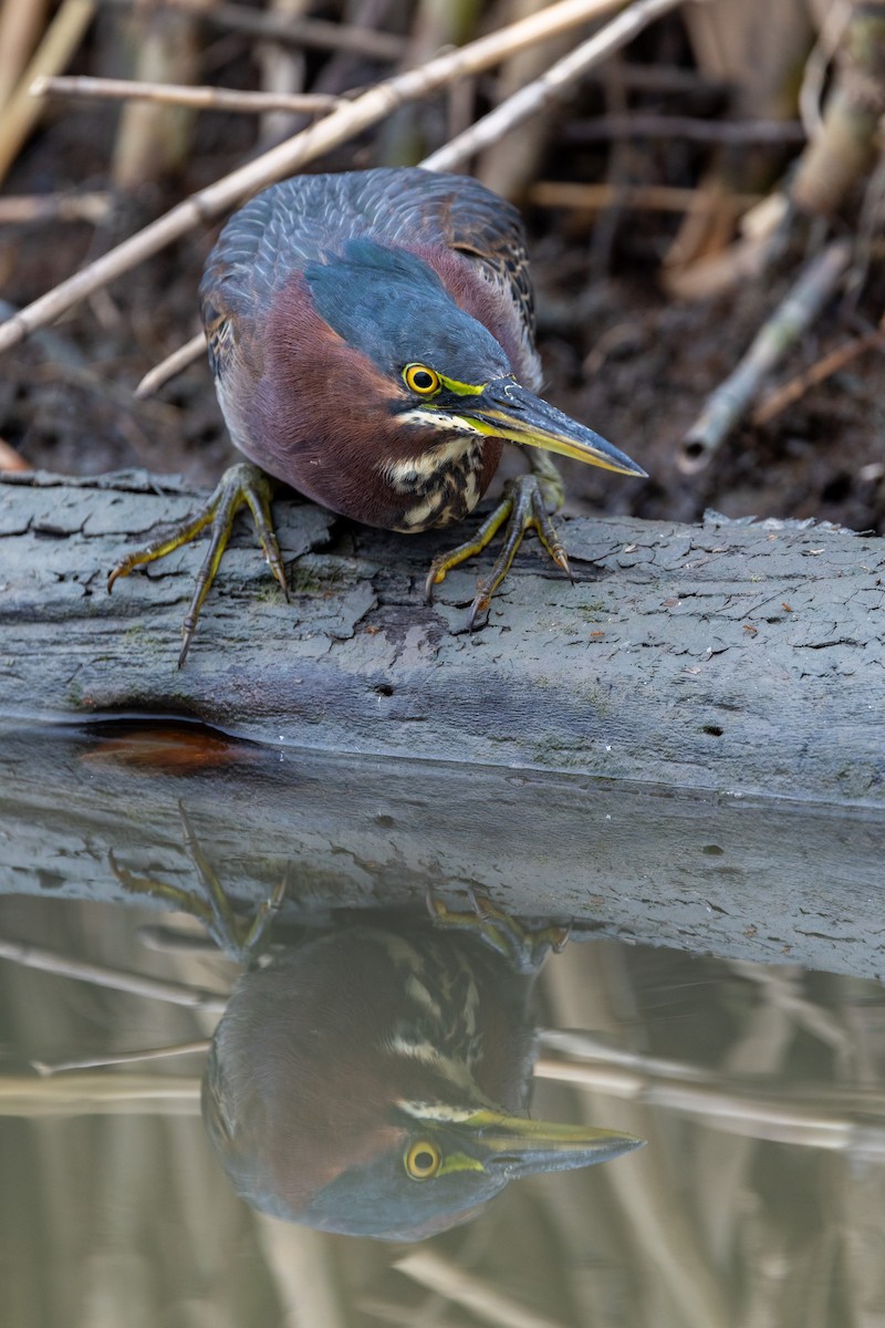 Green Heron - ML646669436