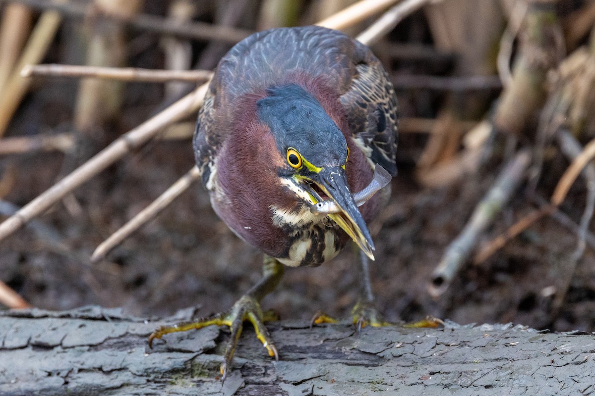 Green Heron - ML646669437