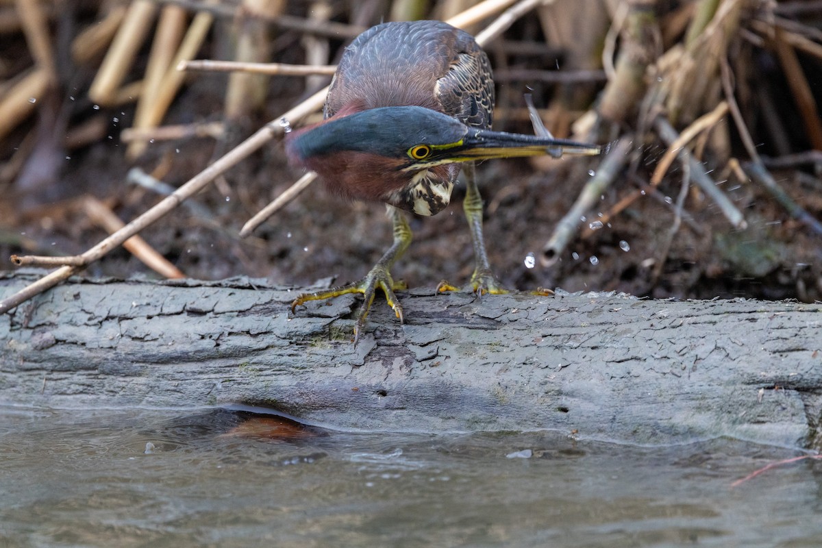 Green Heron - ML646669438
