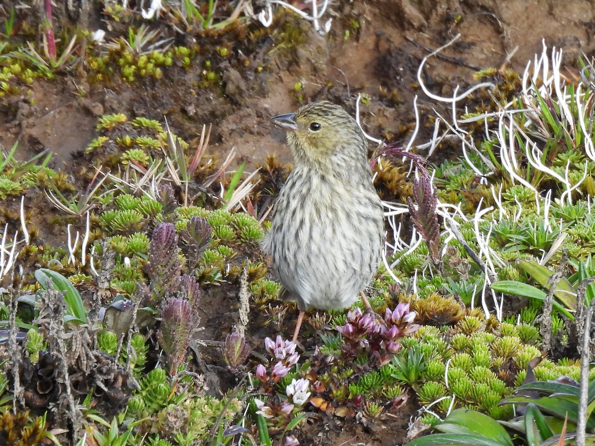 Bleiammertangare - ML646669440