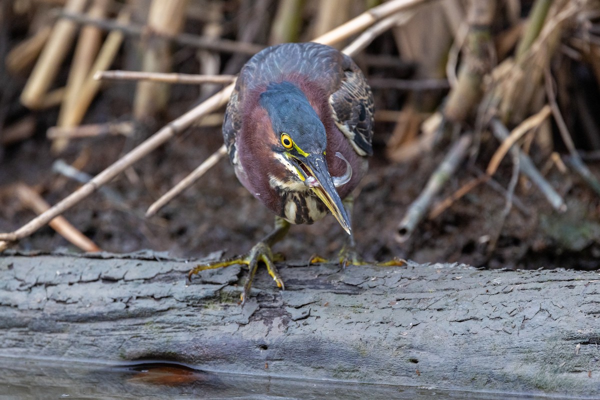 Green Heron - ML646669441