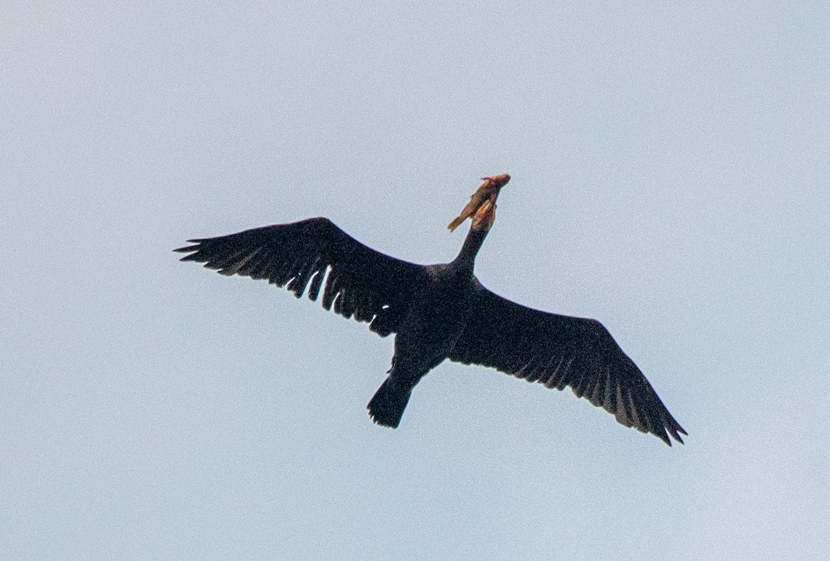 Great Cormorant - ML646669442