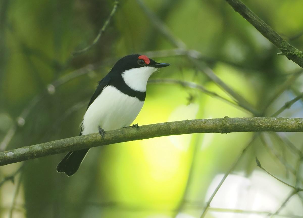 Black-throated Wattle-eye - ML646669445