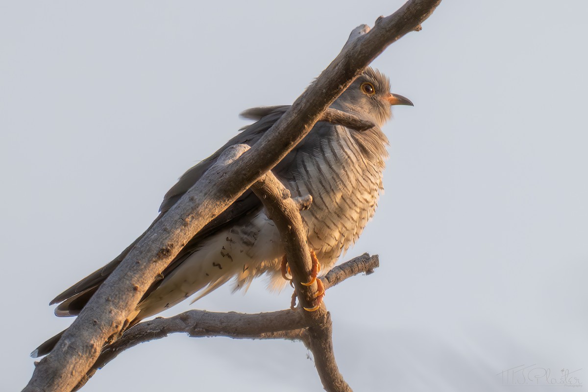 African Cuckoo - ML646669447
