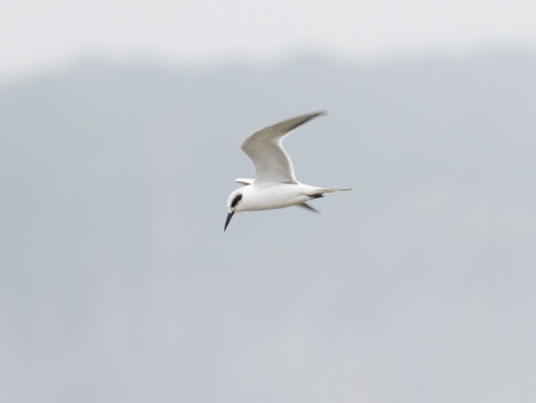 Forster's/Common Tern - ML646669448