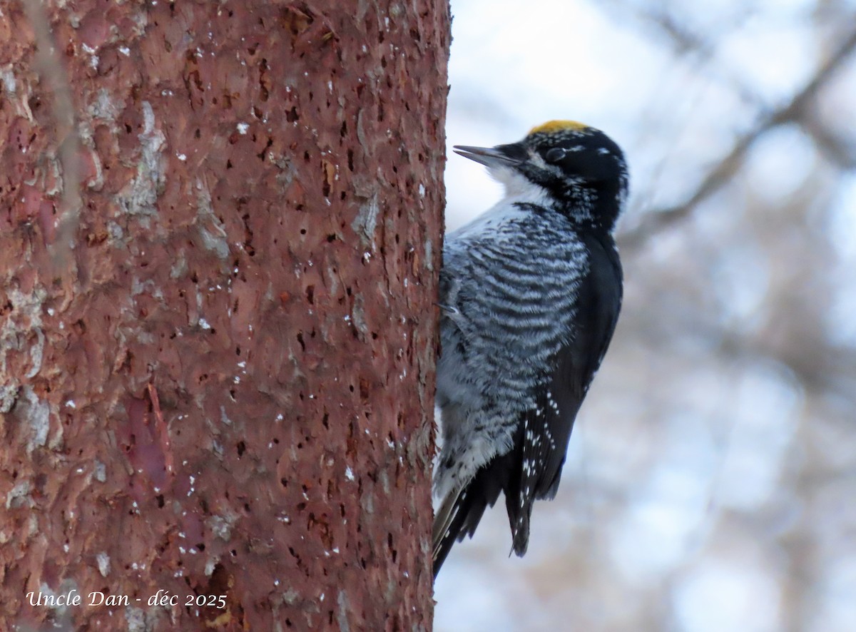 Pico Tridáctilo Americano - ML646669450